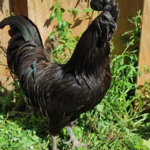 Ayam Cemani For Sale