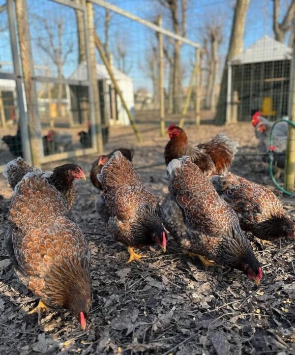 Wyandotte Hens For Sale