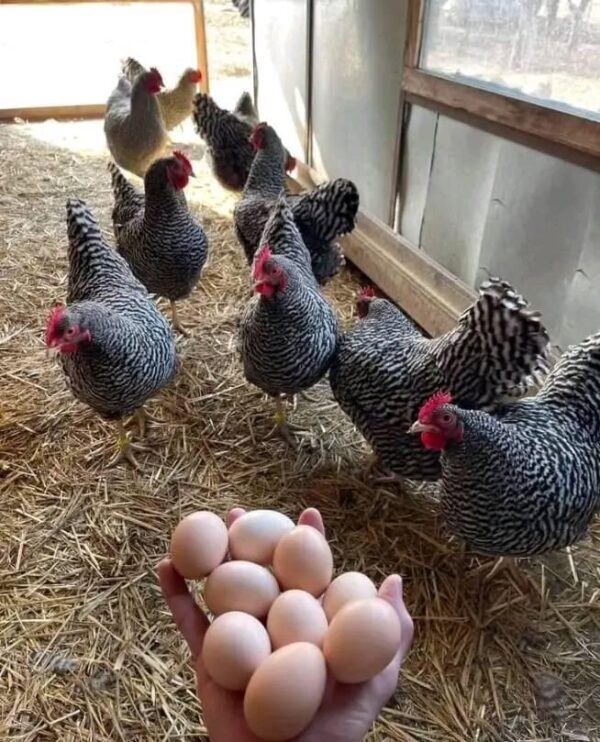 Laying hens for sale