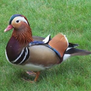 mandarin ducks for sale